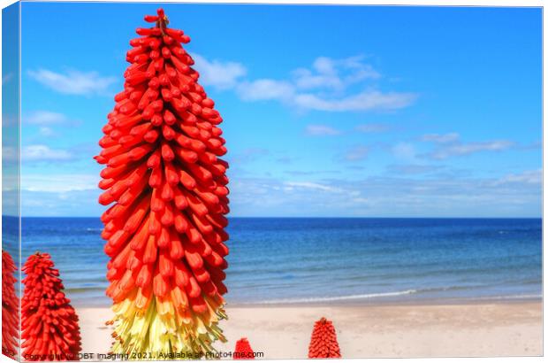 Kniphofia Red Hot Poker Blue Sky Scotland  Canvas Print by OBT imaging