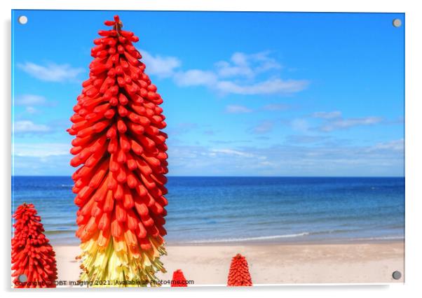 Kniphofia Red Hot Poker Blue Sky Scotland  Acrylic by OBT imaging