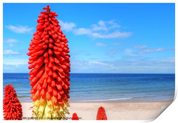 Kniphofia Red Hot Poker Blue Sky Scotland  Print by OBT imaging