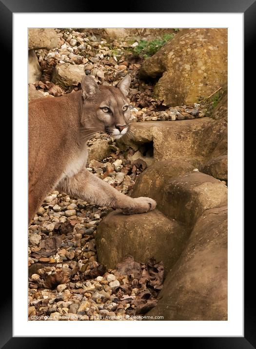 Stalking Puma: Wilderness' Silent Hunter Framed Mounted Print by Holly Burgess