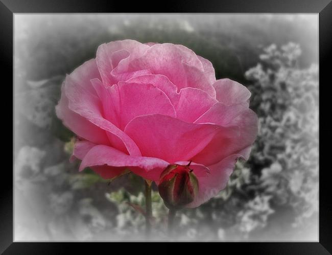 Pink Rose - Fade to Black Framed Print by Susie Hawkins
