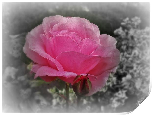 Pink Rose - Fade to Black Print by Susie Hawkins