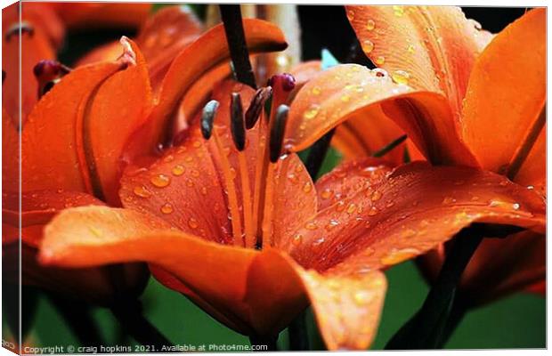 Orchid after the rain Canvas Print by craig hopkins