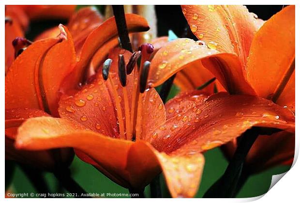 Orchid after the rain Print by craig hopkins
