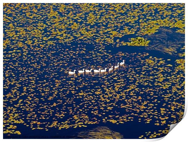 Achmelvich Goose Family Peaceful Swim Scotland Print by OBT imaging