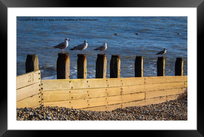 Seagulls Framed Mounted Print by Stuart C Clarke