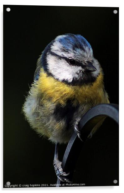 A Blue Tit sitting on a fence Acrylic by craig hopkins