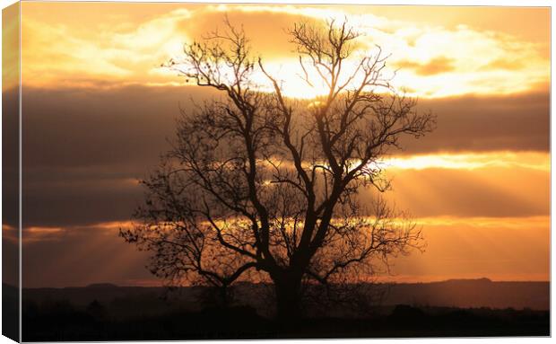 Sunrise tree Canvas Print by Simon Johnson