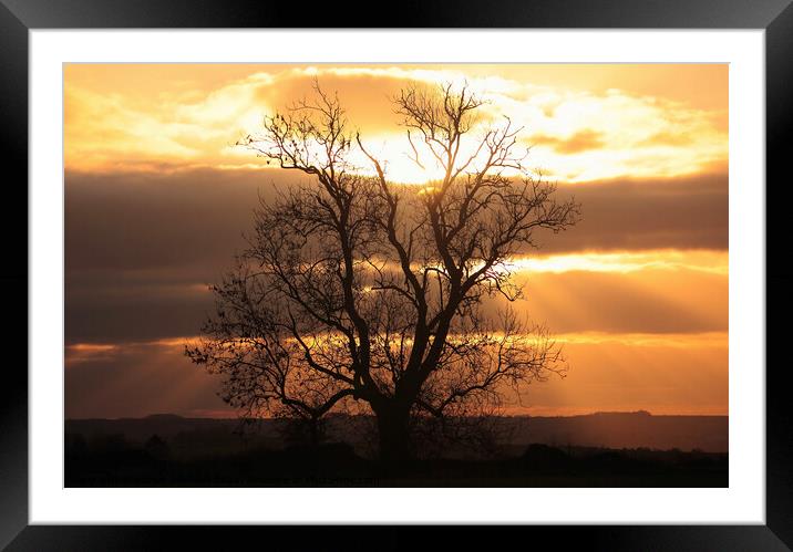 Sunrise tree Framed Mounted Print by Simon Johnson
