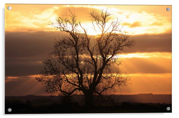 Sunrise tree Acrylic by Simon Johnson