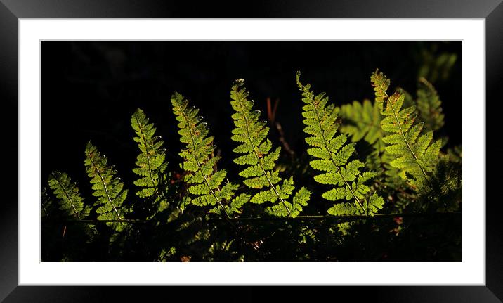 fern  leaves Framed Mounted Print by Simon Johnson