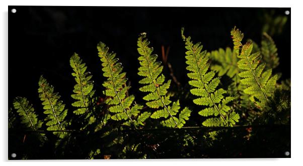 fern  leaves Acrylic by Simon Johnson