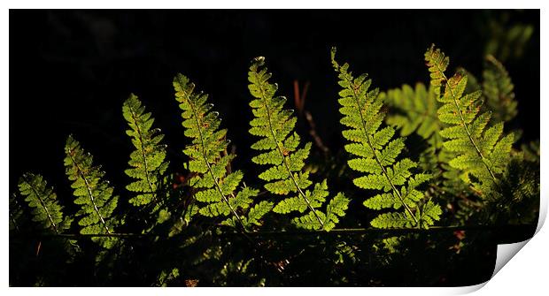 fern  leaves Print by Simon Johnson