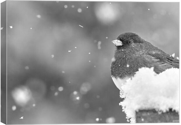Dark Eyed Junco in a snowstorm Canvas Print by Jim Hughes