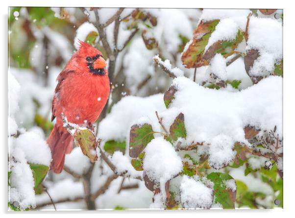 Winter Cardinal Acrylic by Jim Hughes