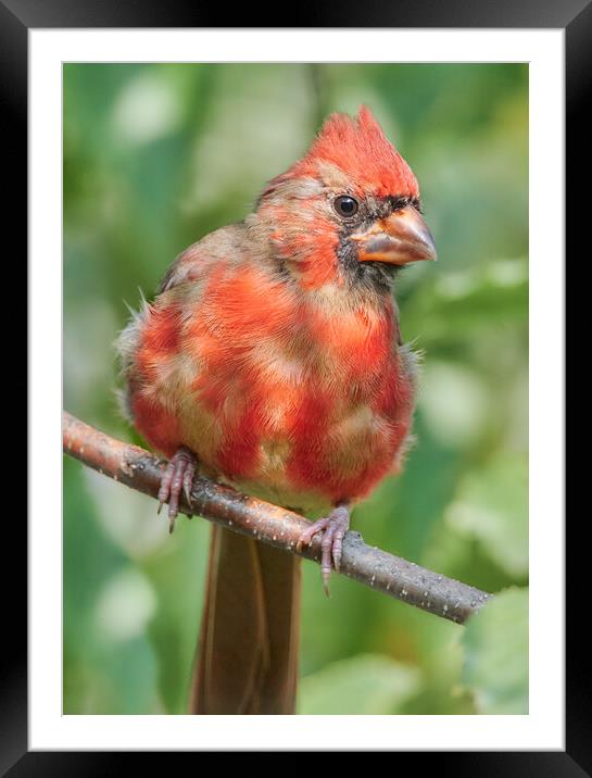 Young Male Cardinal Framed Mounted Print by Jim Hughes