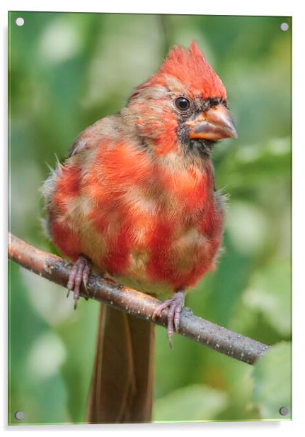 Young Male Cardinal Acrylic by Jim Hughes