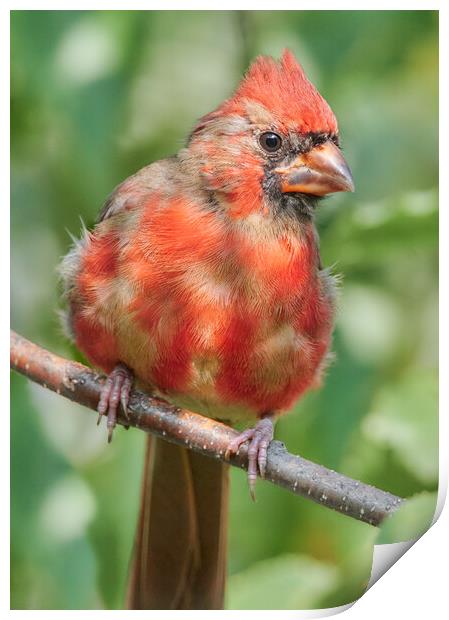 Young Male Cardinal Print by Jim Hughes