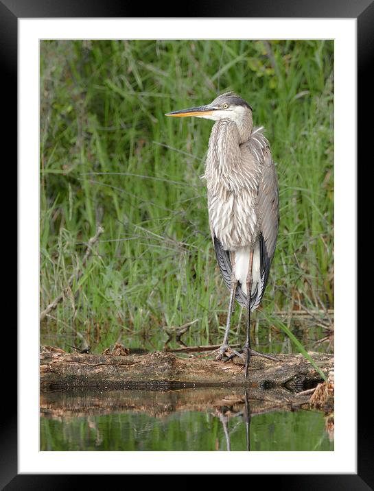 Great Bllue Heron in the marsh Framed Mounted Print by Jim Hughes