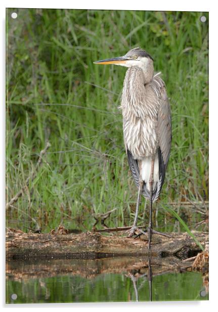Great Bllue Heron in the marsh Acrylic by Jim Hughes