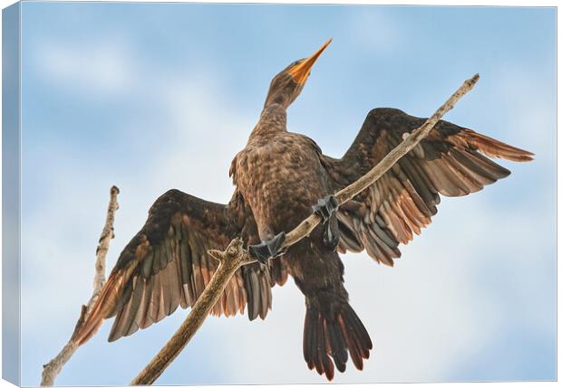 Double-crested cormorant Canvas Print by Jim Hughes