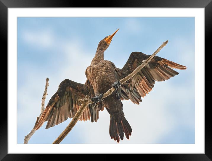 Double-crested cormorant Framed Mounted Print by Jim Hughes