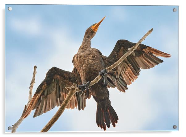 Double-crested cormorant Acrylic by Jim Hughes