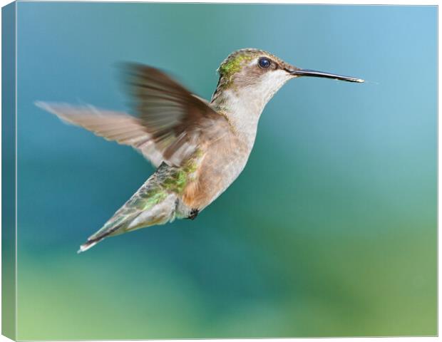 A Hummingbird Suspended in Air Canvas Print by Jim Hughes