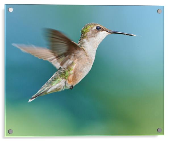 A Hummingbird Suspended in Air Acrylic by Jim Hughes