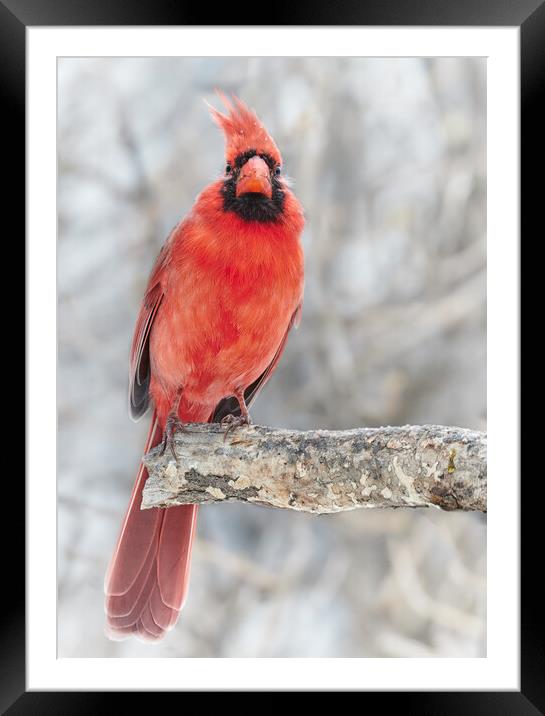 Winter Cardinal Framed Mounted Print by Jim Hughes