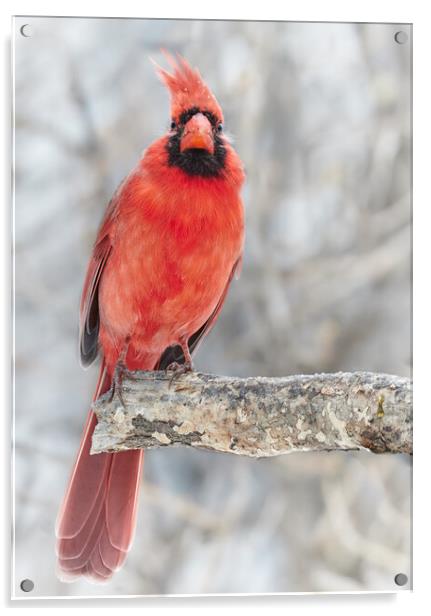 Winter Cardinal Acrylic by Jim Hughes
