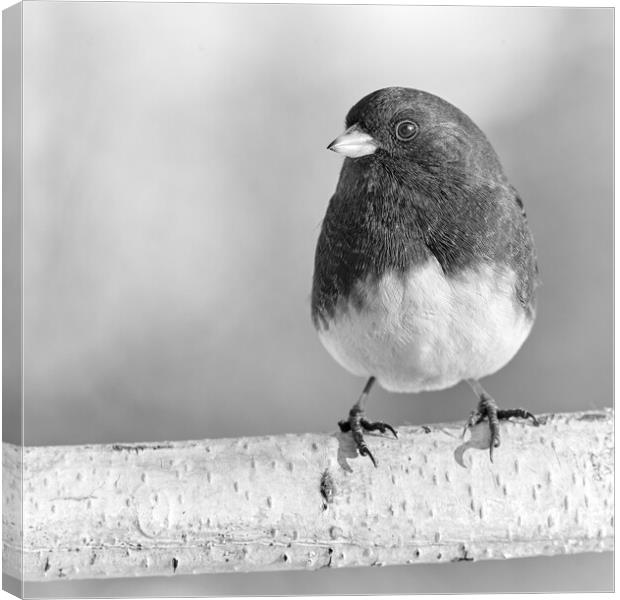 Eye of the Junco Canvas Print by Jim Hughes