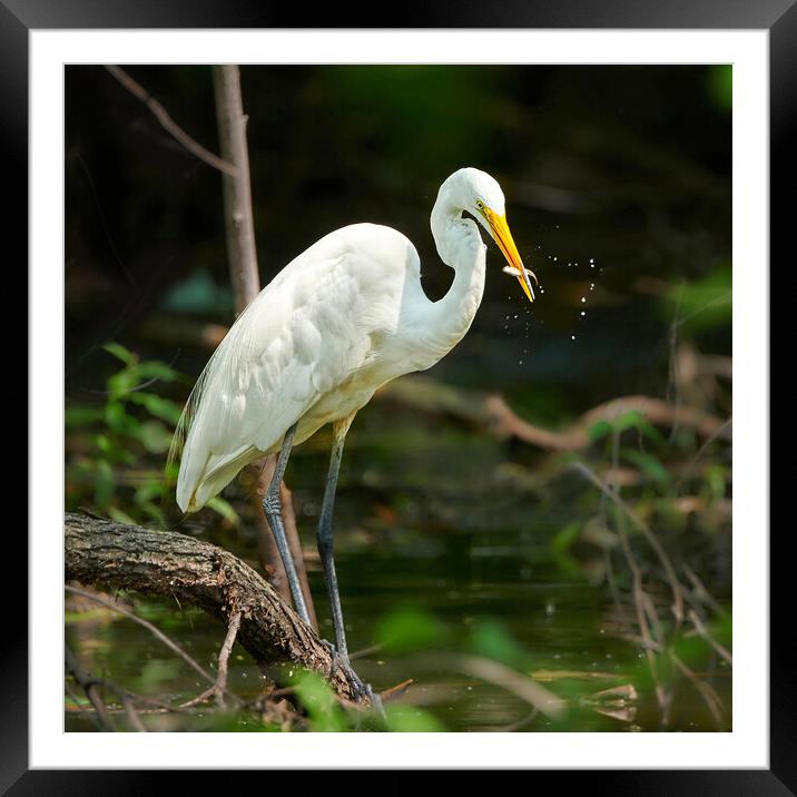 Great White Egret With Fresh Catch Framed Mounted Print by Jim Hughes
