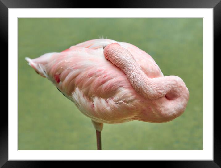 Flamingo At Rest Framed Mounted Print by Jim Hughes