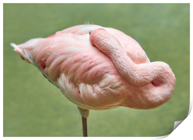 Flamingo At Rest Print by Jim Hughes