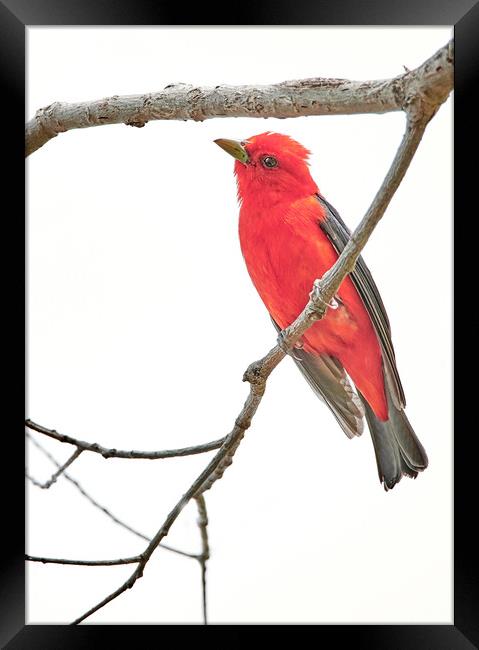 Scarlet Tanager Gives Me The Eye Framed Print by Jim Hughes