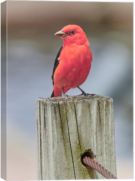 Scarlet Tanager On A Dock Canvas Print by Jim Hughes