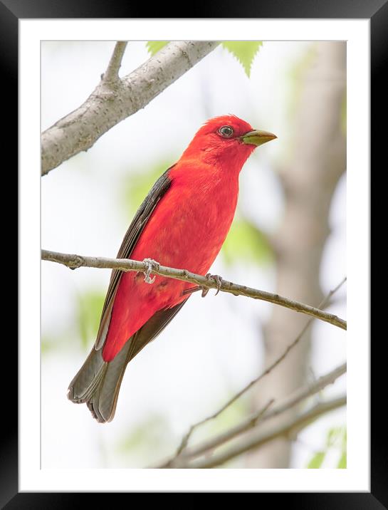 Scarlet Tanager Framed Mounted Print by Jim Hughes