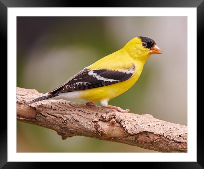 Male American Goldfinch in full plumage Framed Mounted Print by Jim Hughes