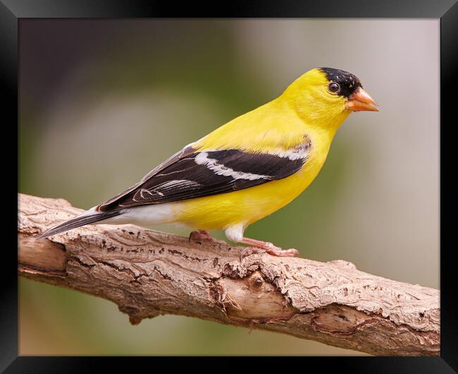 Male American Goldfinch in full plumage Framed Print by Jim Hughes