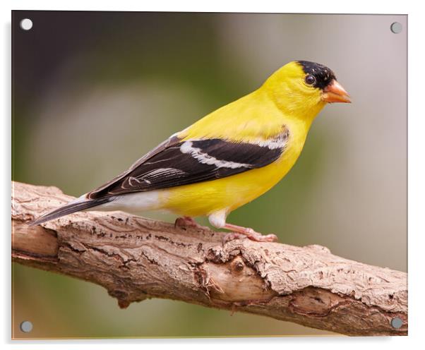 Male American Goldfinch in full plumage Acrylic by Jim Hughes