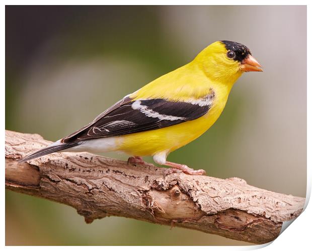 Male American Goldfinch in full plumage Print by Jim Hughes