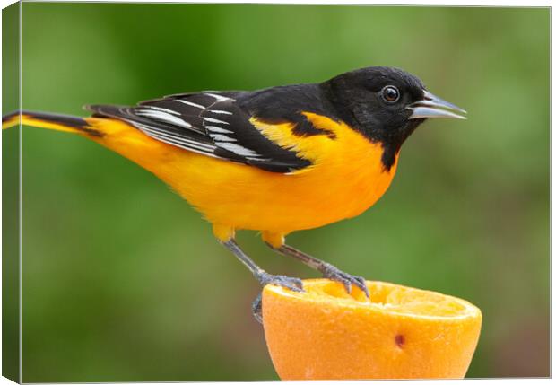 Male Baltimore Oriole perched on an orange Canvas Print by Jim Hughes