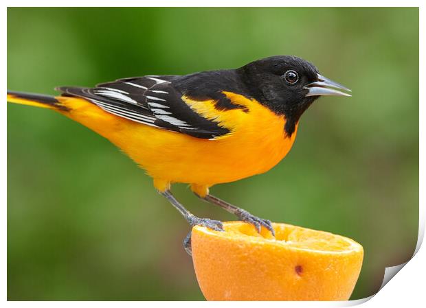 Male Baltimore Oriole perched on an orange Print by Jim Hughes
