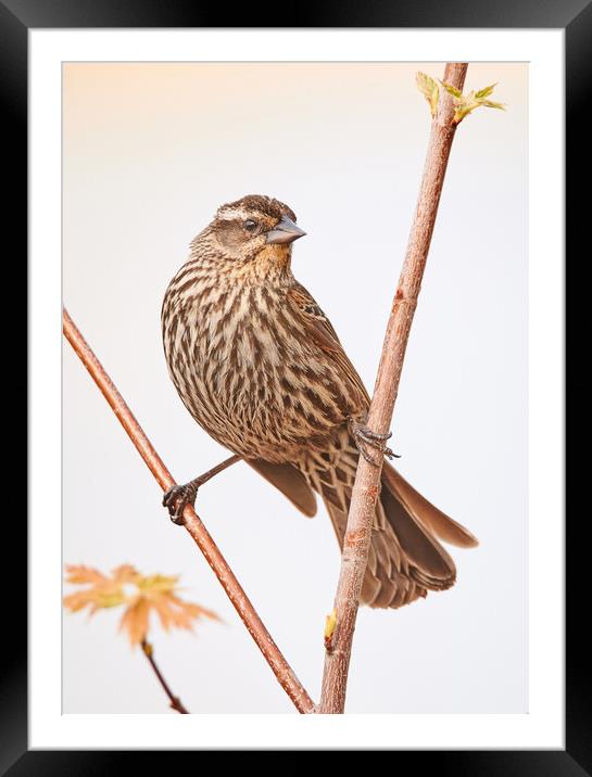 Red-winged Blackbird female Framed Mounted Print by Jim Hughes