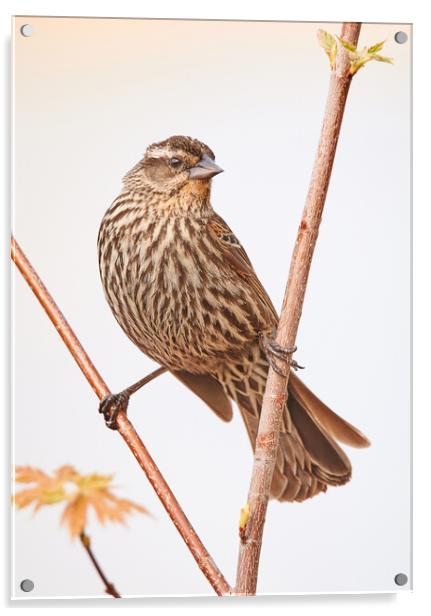 Red-winged Blackbird female Acrylic by Jim Hughes