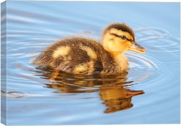 This young Mallard Duck seems to have gotten separated from his parents.  Don't worry, they're not far. Canvas Print by Jim Hughes