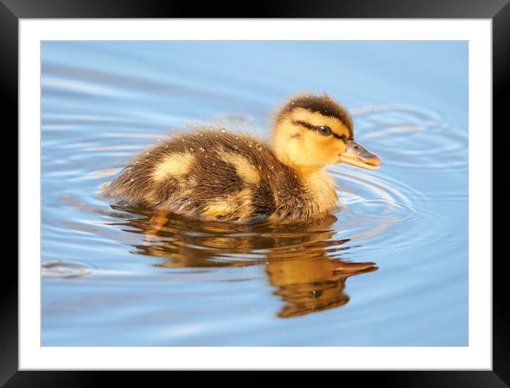 This young Mallard Duck seems to have gotten separated from his parents.  Don't worry, they're not far. Framed Mounted Print by Jim Hughes