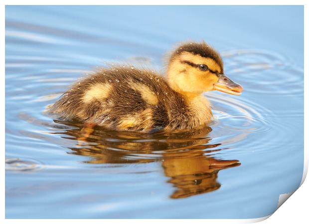 This young Mallard Duck seems to have gotten separated from his parents.  Don't worry, they're not far. Print by Jim Hughes