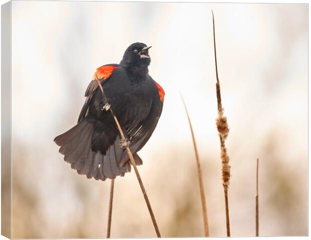 Red-winged Blackbird Claims His Spot Canvas Print by Jim Hughes